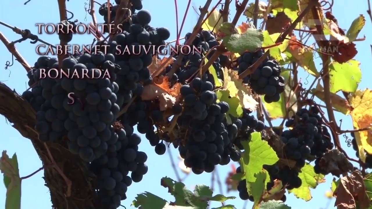 Vinos del Tucumán