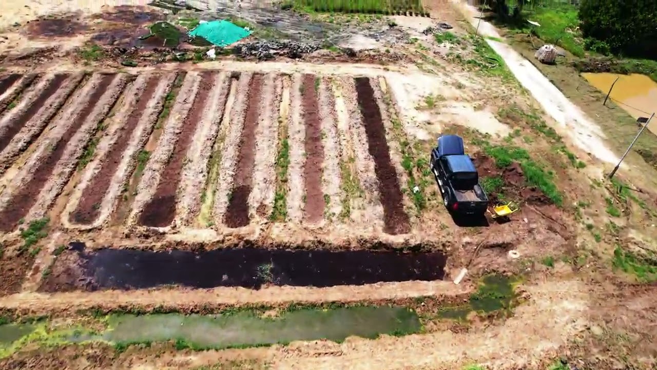 Aurum Kitani Farm