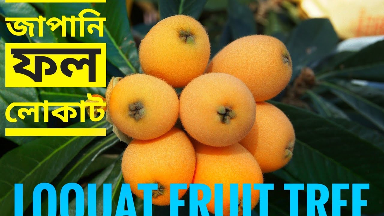 জাপানি ফল লোকাট  (LOQUAT FRUIT TREE ) টবেই দারুন হবে.... at Alipurduar.