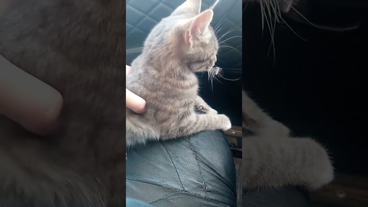 Meow