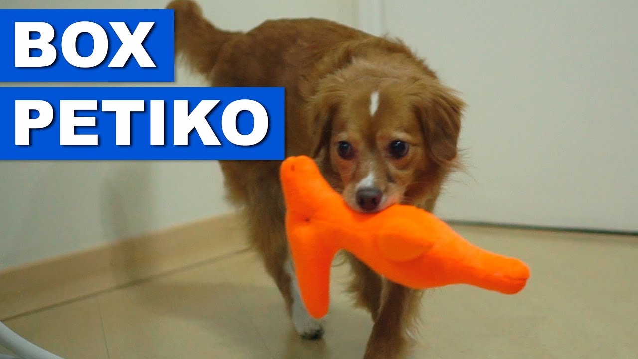 BOX PETIKO SETEMBRO - QUATRO PATAS
