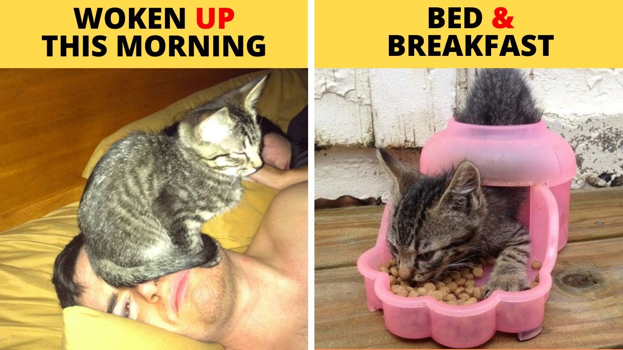 The Best Hilarious Examples Of Cat Logic