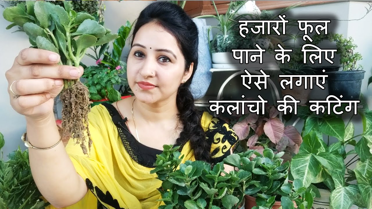 My Secret to Get thousands of flowers from Kalanchoe | How to grow Kalanchoe from Cutting