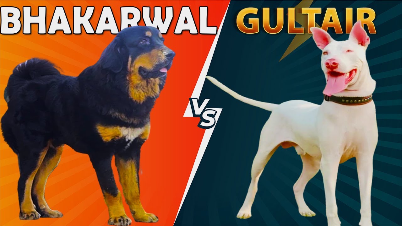 Bhakarwal Dog Vs Gultair Dog || Gaddi Kutta Vs Gultair - Best Guard Dogs