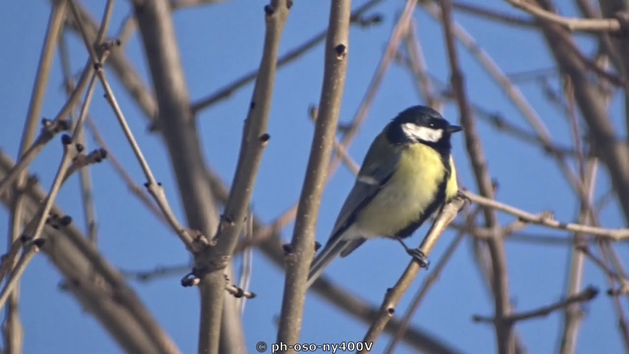 Sikorka bogatka - śpiew samczyka | Great Tit Bird Song #birds #ptaki