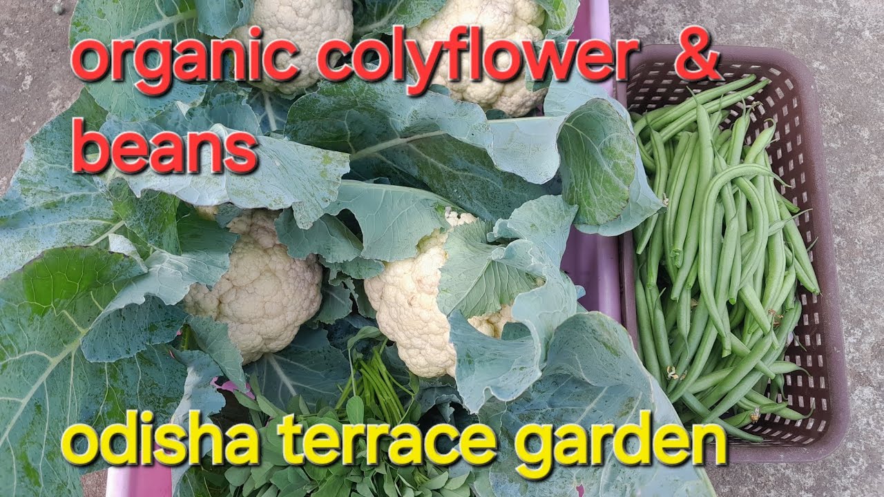 Winters special Organic colyflower and beans harvesting