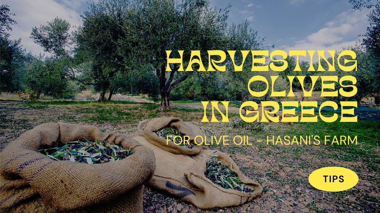 Harvesting Olives for Olive Oil on a Farm in Kalamata - Greece