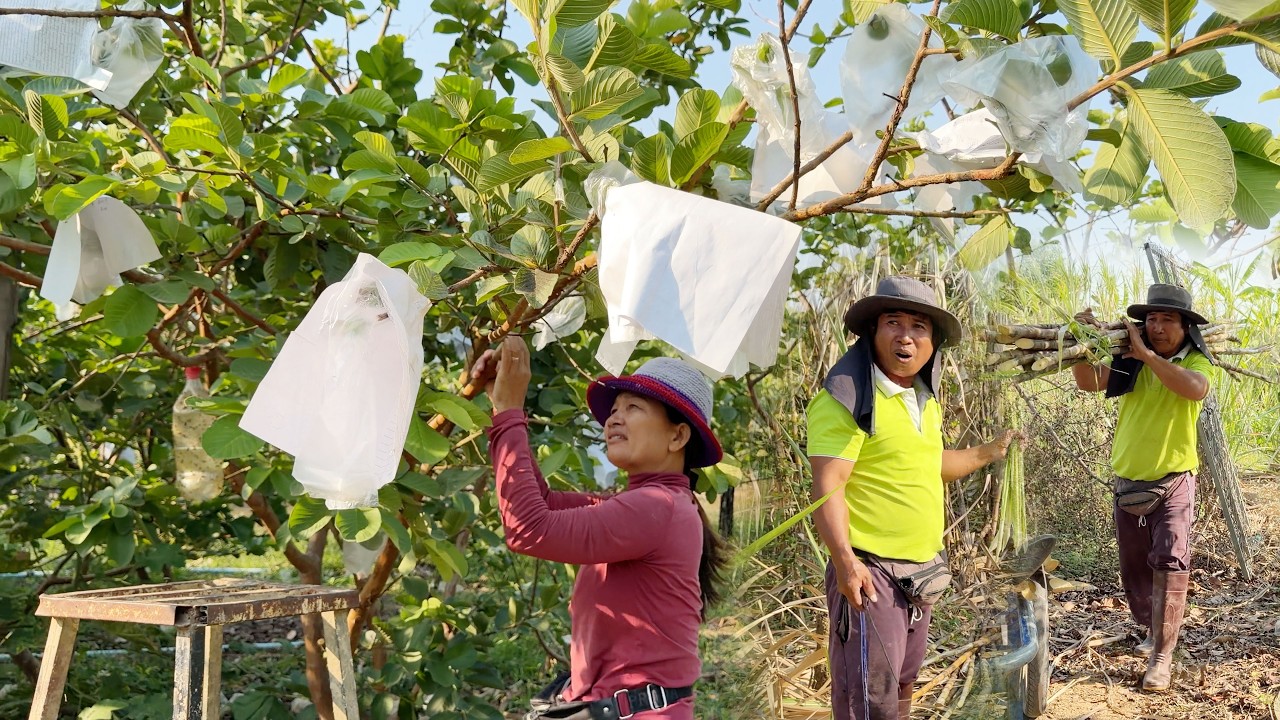 ចម្ការមួយកន្លែងនេះដាំសុទ្ធតែដើមឈើហូបផ្លែ