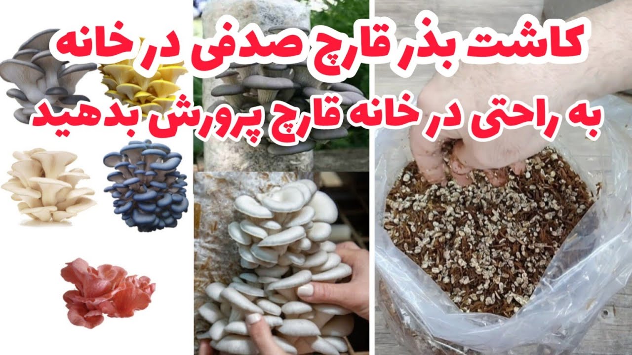 پروش قارچ صدفی در خانه با پوست برنج‌ / کم دردسر ترین و کم هزینه ترین پرورش قارچ