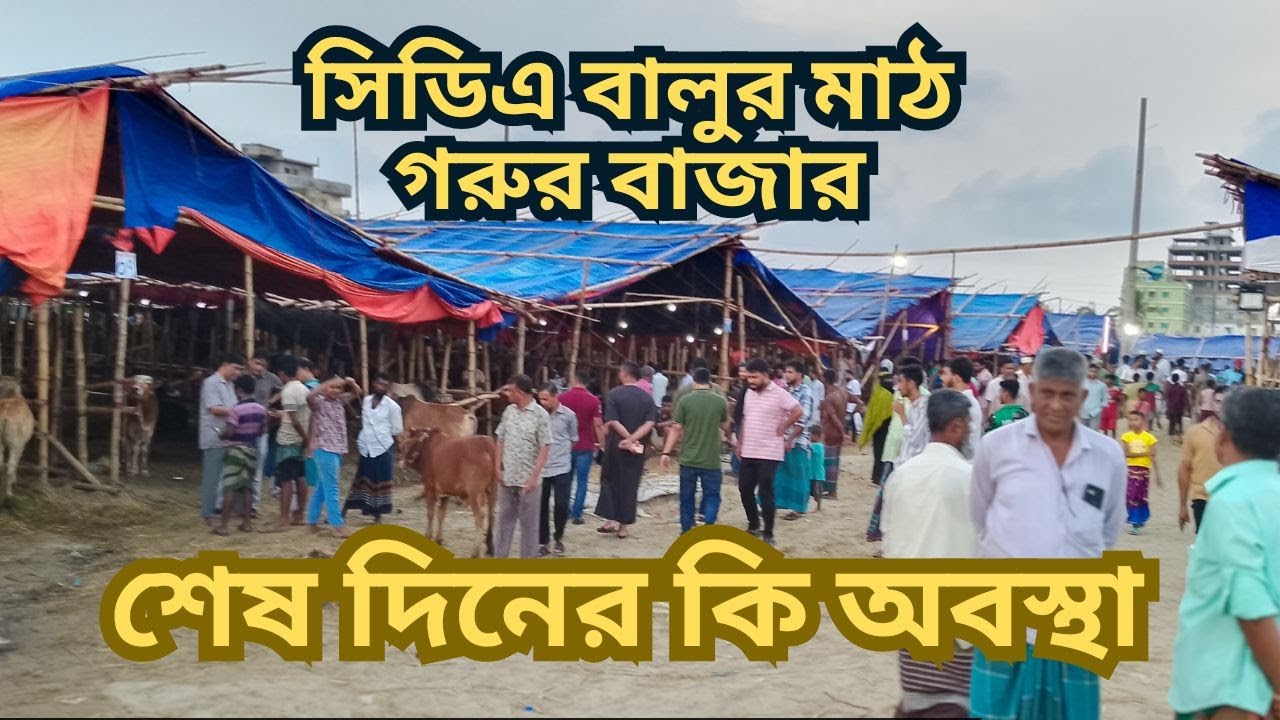 কেমন যাচ্ছে শেষ দিনের বেচাকেনা। সিডিএ বালুরমাঠ, আউটার রিংরোড। পতেঙ্গা । চট্টগ্রাম। 2025 eid_ul_adha
