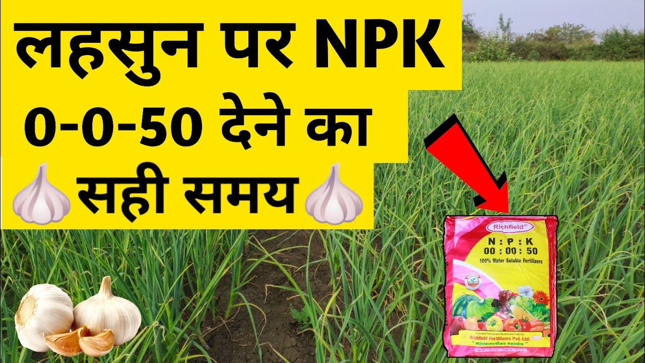 lahsun Mein npk Khad Dene Ka Sahi Samay / NPK 0-0-50 / लहसुन में NPK घुलनशील खाद /The AAC /NPK महत्व