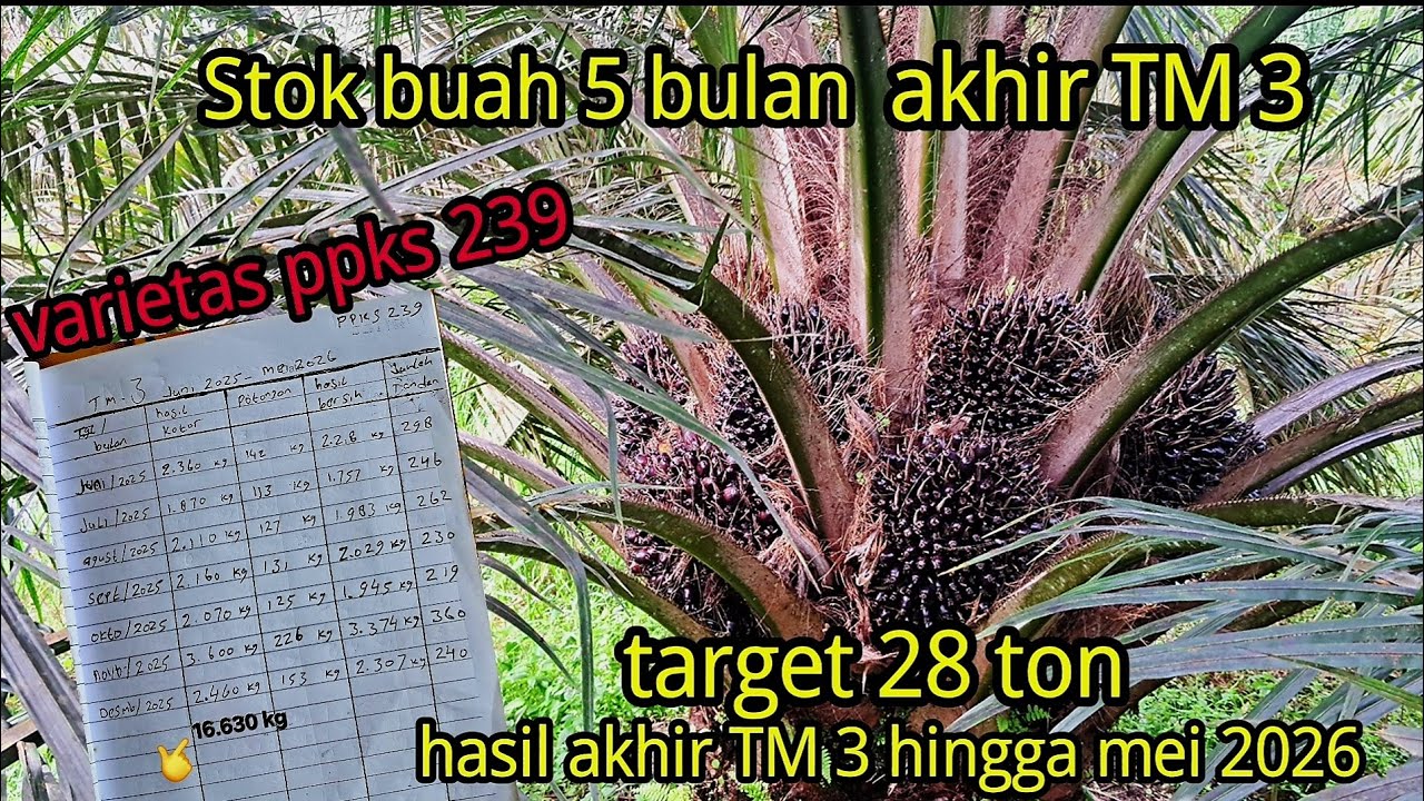 stok buah 5 bulan akhir TM 3,target 28 ton mudah-mudahan tercapai.  !!!