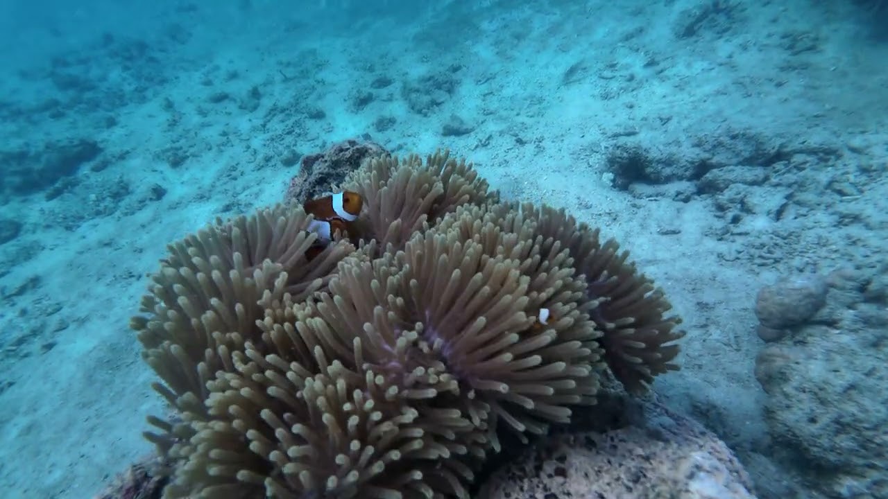 Andaman | Havelock | Scuba
