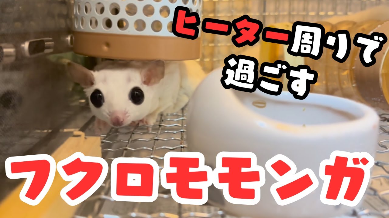 ヒーター周りで過ごすフクロモモンガ