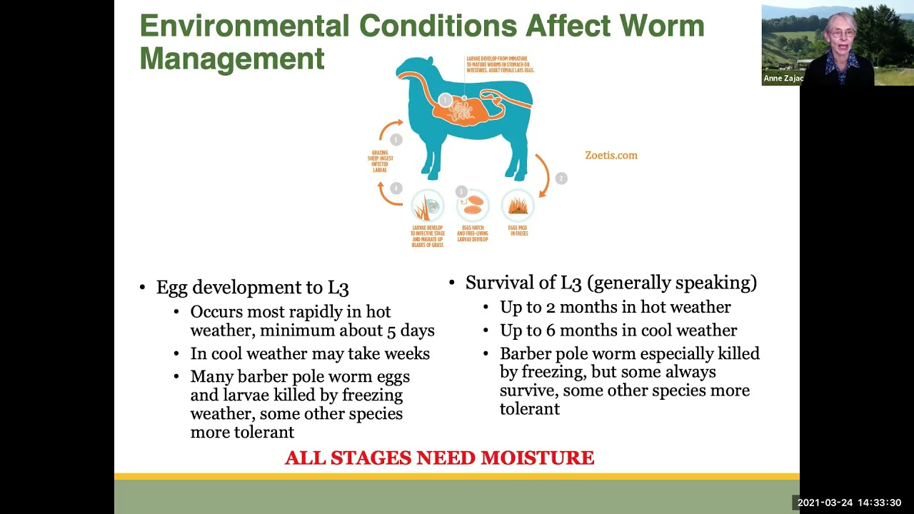 Part 1:  An Introduction to Worm Basics