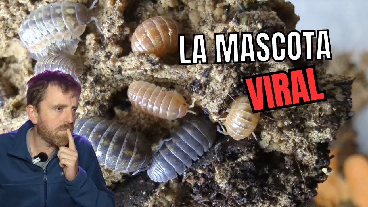 🔥... LOS BICHOS BOLA son realmente VALIOSOS! ¿Cómo puedo cuidarlos?