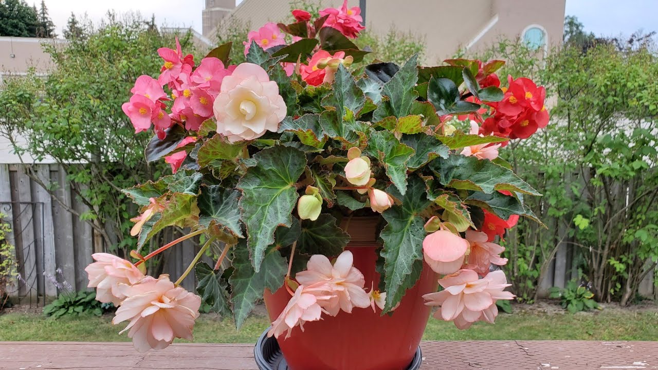 Sophie's Garden 一个小动作能让你的球根海棠花开两倍大