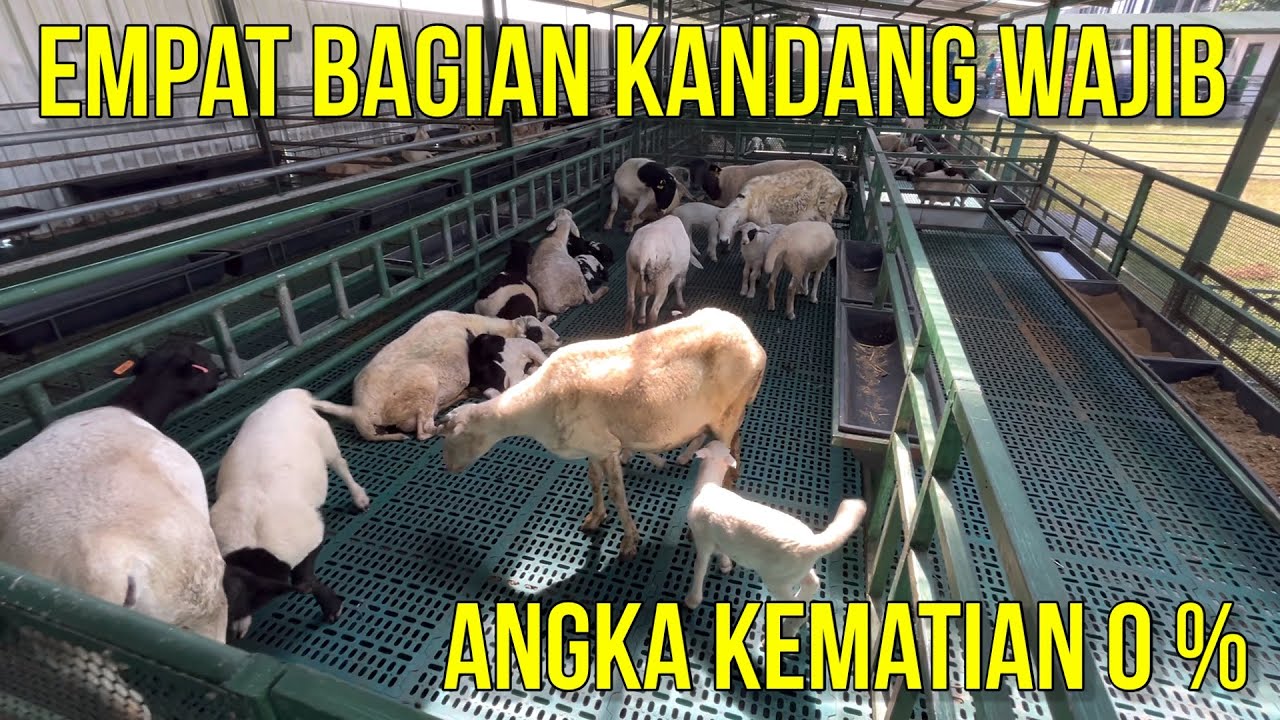 KANDANG DOMBA NOL KEMATIAN DENGAN MODEL SEPERTI INI | KANDANG DOMBA MODERN AYANA FARM