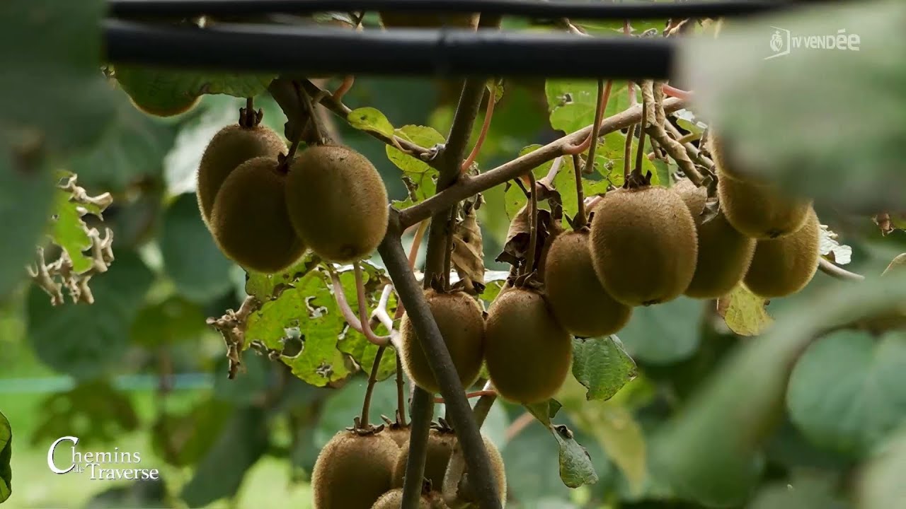Passionné de Kiwis