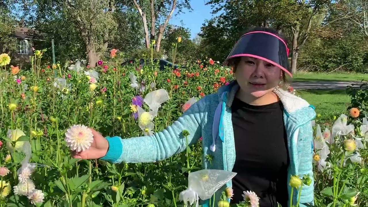 Dahlia cut grower Siva Chan shows us around Fairy Patch Flower Farm
