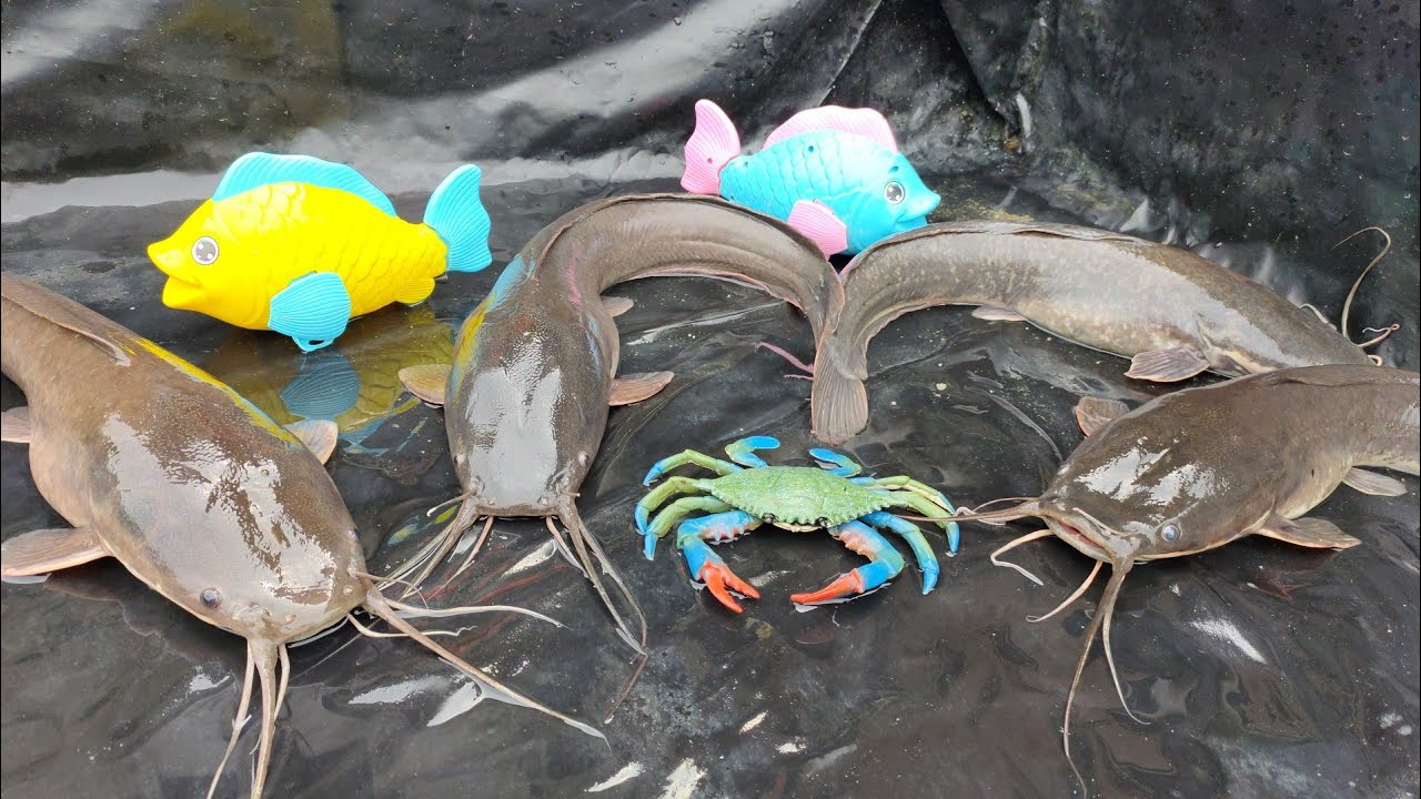 Finding Big Catfish & Sea animal Toys in fish pond, Lobster, shark, arwana, gold fish - Part207