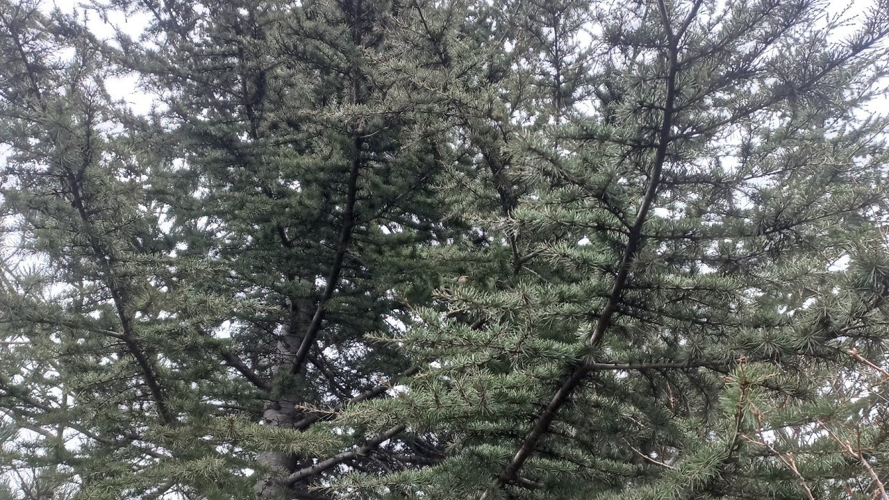 🪾🐦‍⬛Trees Where Wild Birds Gather🌳～🕊️野鳥の集まる木々🌲🐦