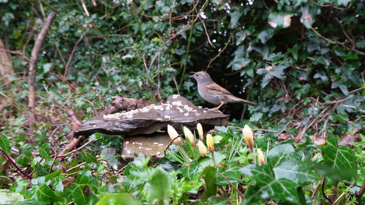 Birds take seeds on a rainy day, crocuses grow in late February UK, backgroung noise for studying