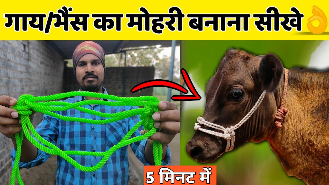 गाय/भैंस के लिए मोहरी कैसे बनाऐ||Gaay/Bhains ka mohri|Halter|How to make halter rope for cow/buffalo