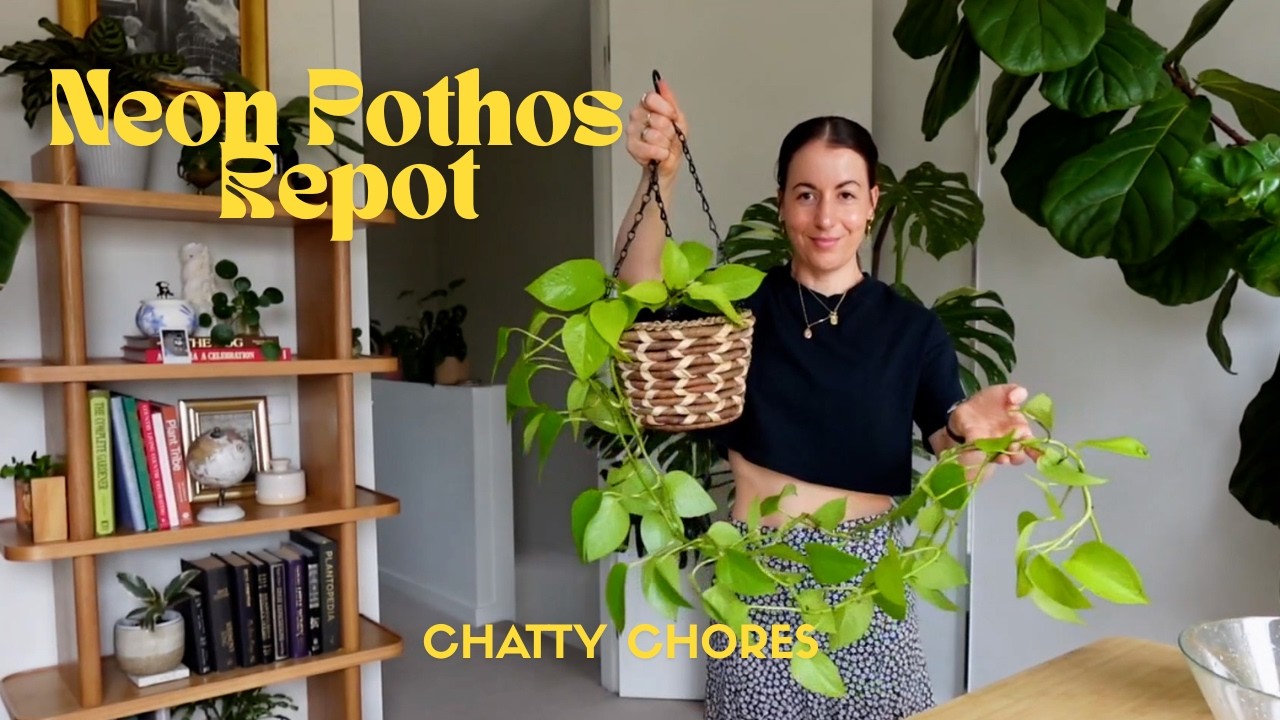 Neon Pothos | Epipremnum aureum 'Neon' Repot & plant | How to Water Propagate Pothos Plant Guide