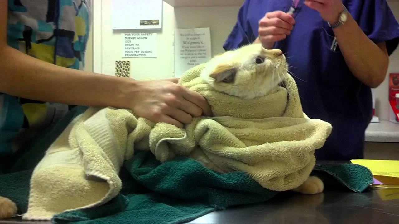 Ahi at the vet