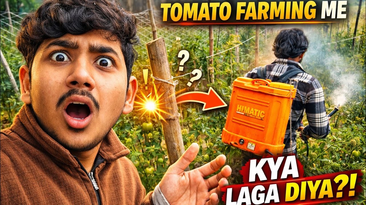 Tomato Farming में आखिर क्या लगा दिया?!
