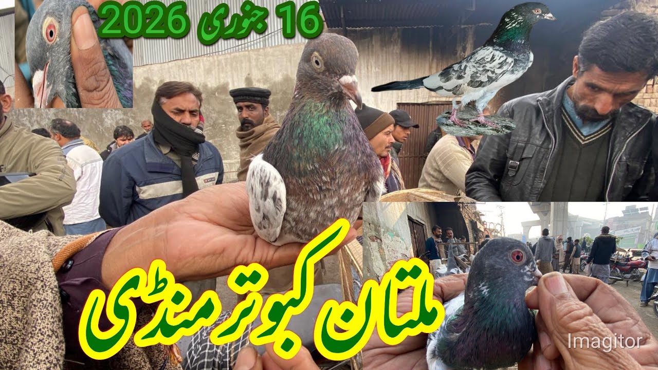 Multan Kabootar Mandi salmannazerr pigeon ￼