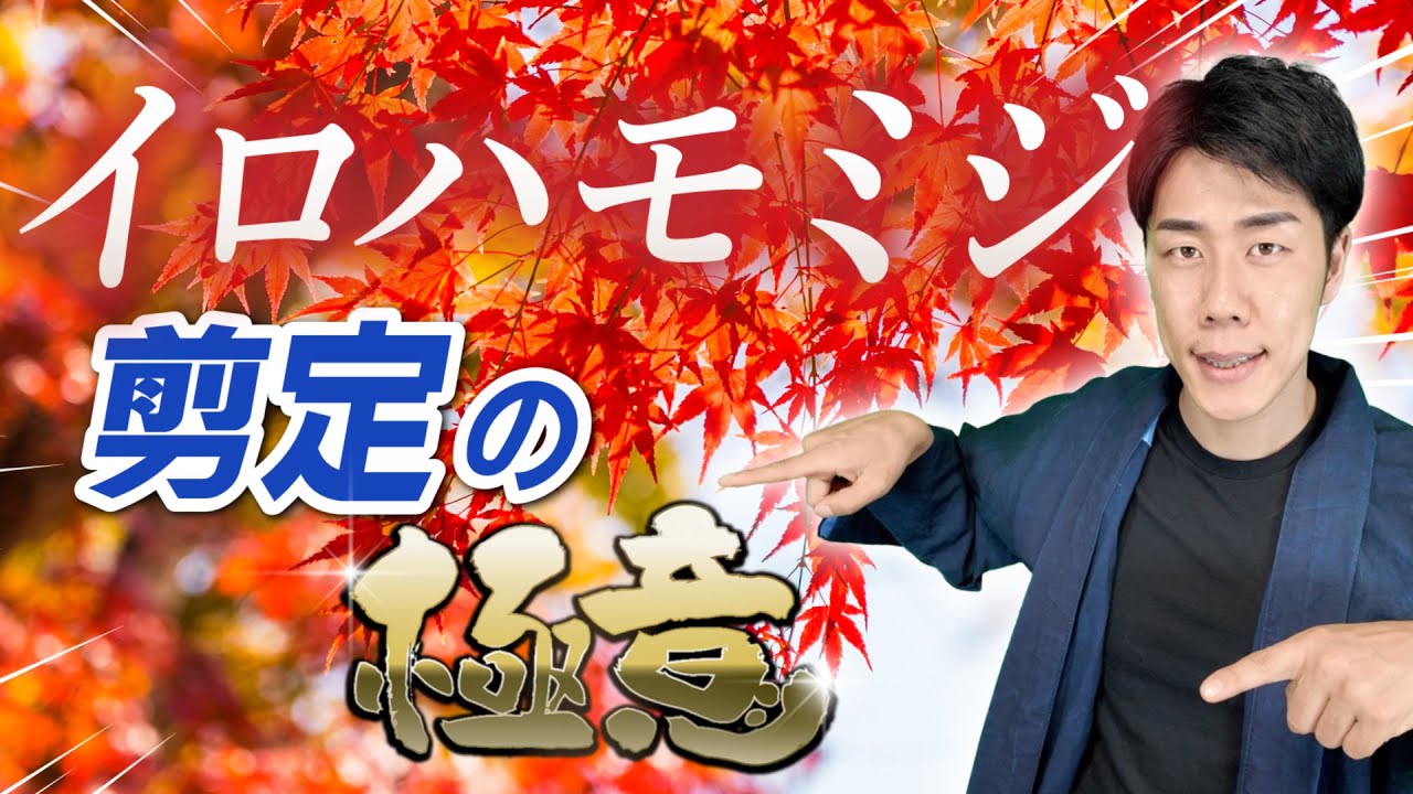 【モミジ剪定】大きくせず柔らかい枝ぶりを維持するコツ