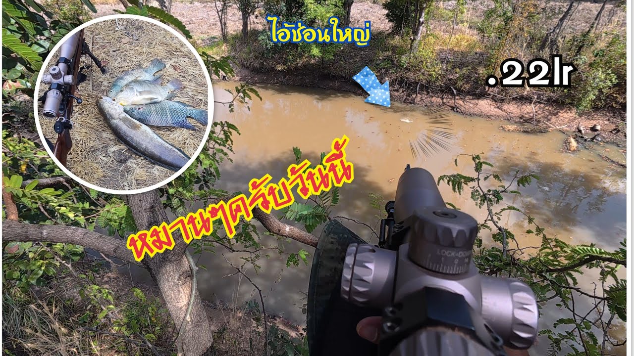ยิงปลาด้วยลูกกรด .22lr ซ้อมมือก่อนถึงฤดูกาลยิงหมายธรรมชาติ กะหมานยุ่ครับ