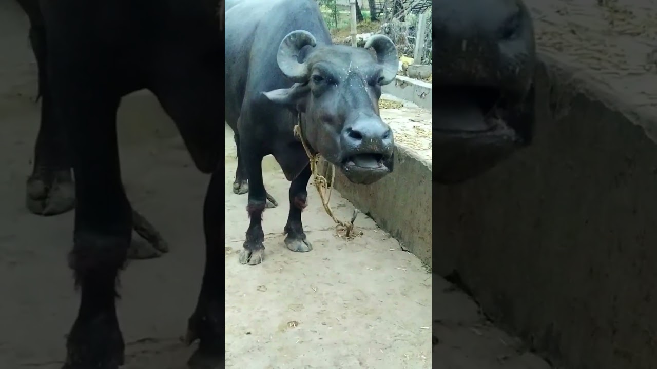 big buffalo video #baffalo #village #big #animals #sound