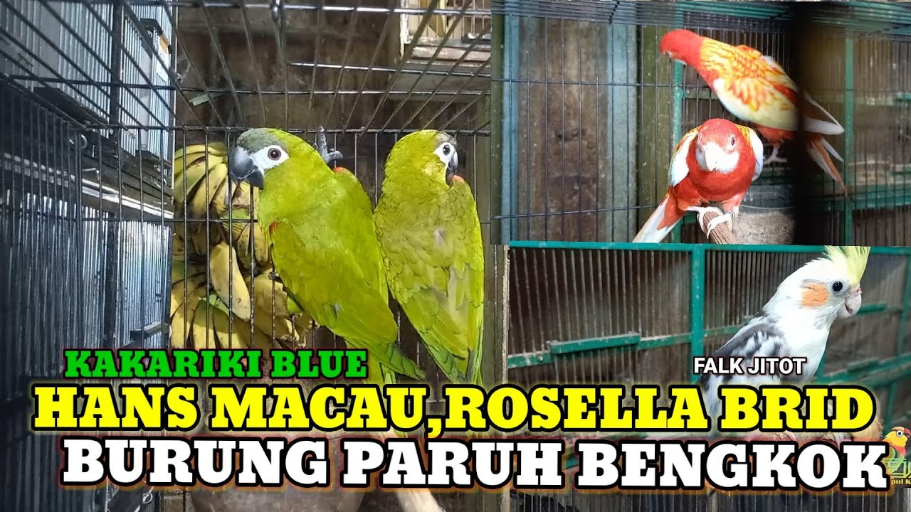 CEK HARGA BURUNG ROSELLA,HANS MACAU,FALK,KAKARIKI BLUE BURUNG PARUH BENGKOK DI PASAR BURUNG PRAMUKA