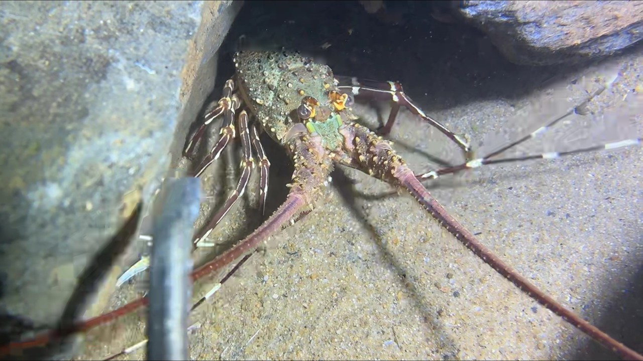 Diving under the sea to catch eels, crabs and sea cucumbers | Part 74-2