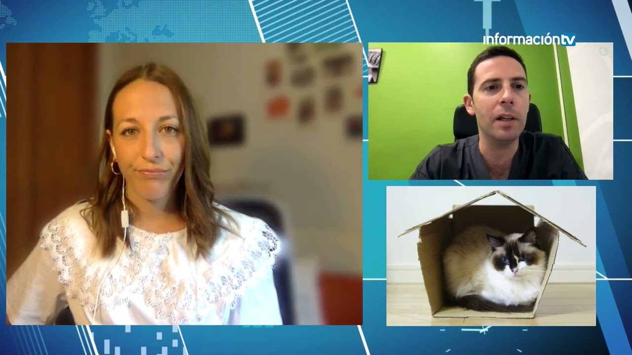 Asma felina - Cúales son sus síntomas y qué hacer