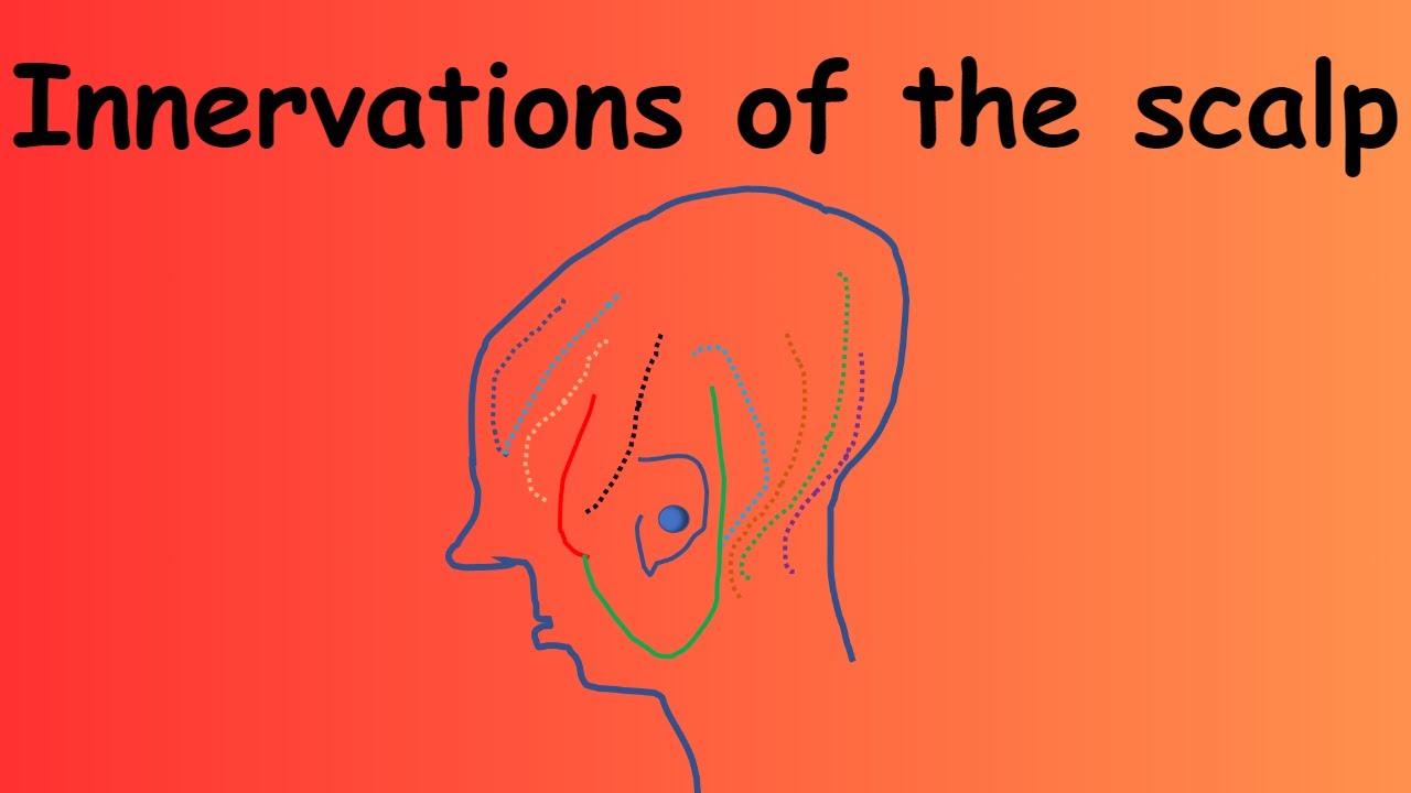 Scalp part 3 | | Innervations of the scalp