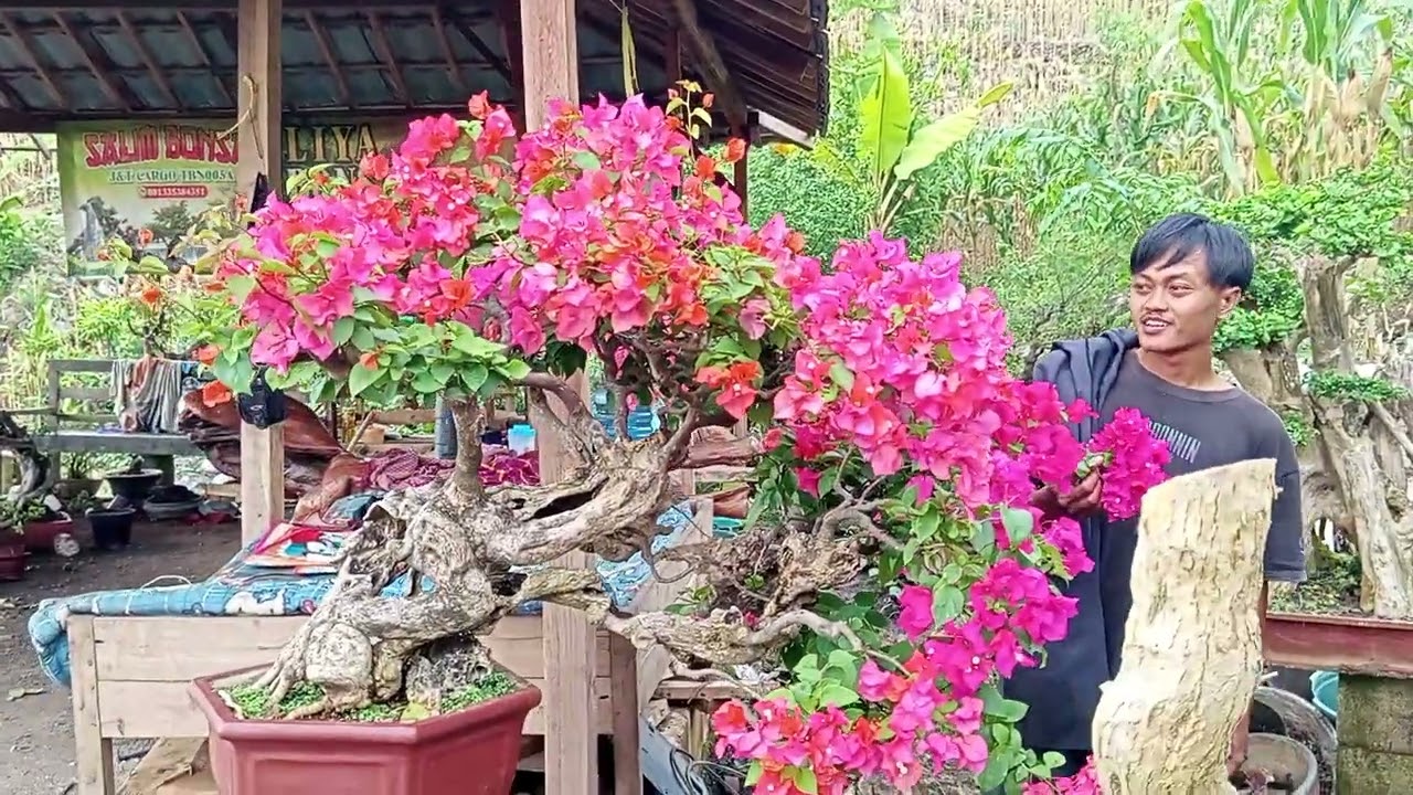 Cek hrg bonsai Bugenfil di mz Udin=0821 4275 1744