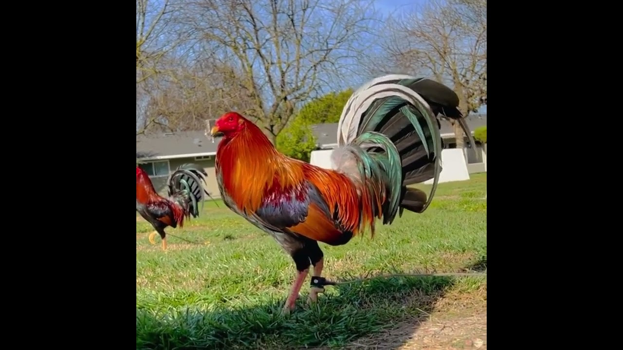 Beautiful Yellow leg hatch 🐓👑🔥