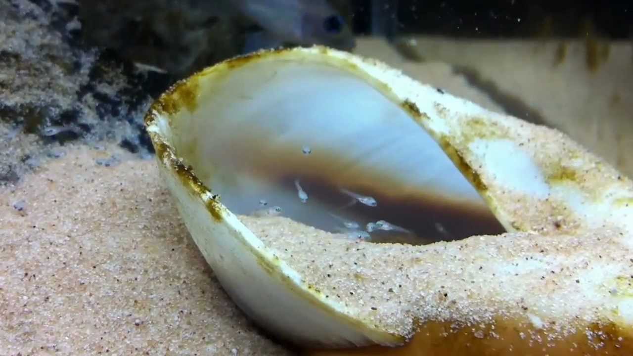 Loads of New Fry  -   Neolamprologus Caudopunctatus Fry