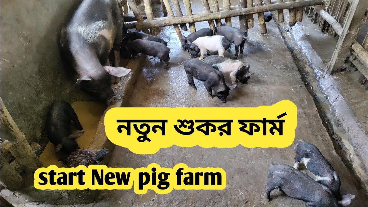 Start New pig farm in Tripura || Earn money 💰 pig farm || 