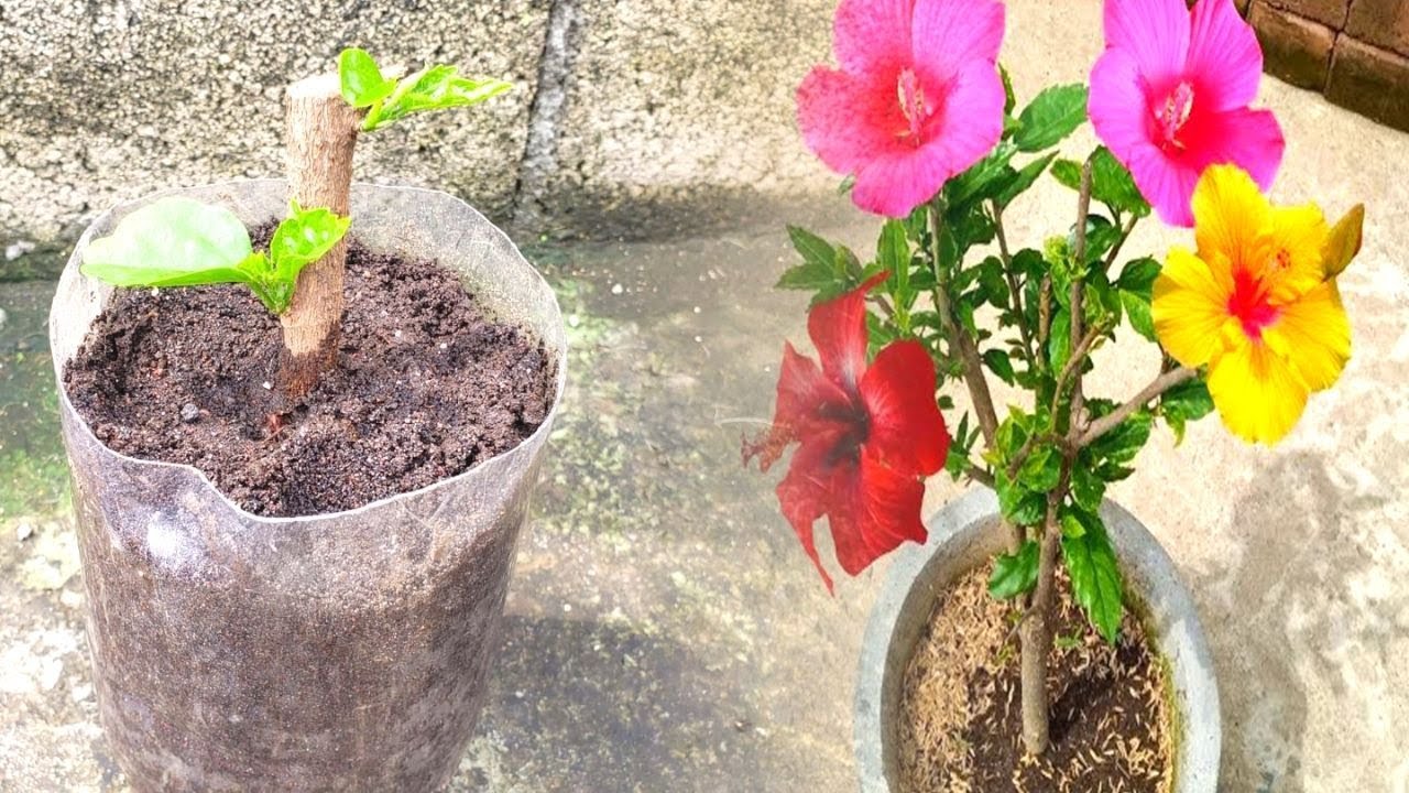 Propagar ESQUEJES de HIBISCUS o CLAVEL en MACETA Fácil PASO a PASO
