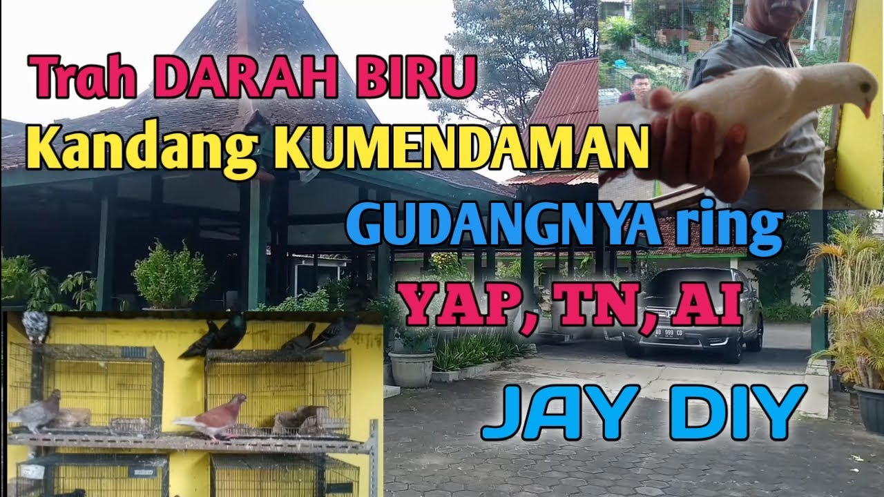ELANG Trah Darah Biru dengan Materi Ternak YAP, TN, AI, JAY DIY