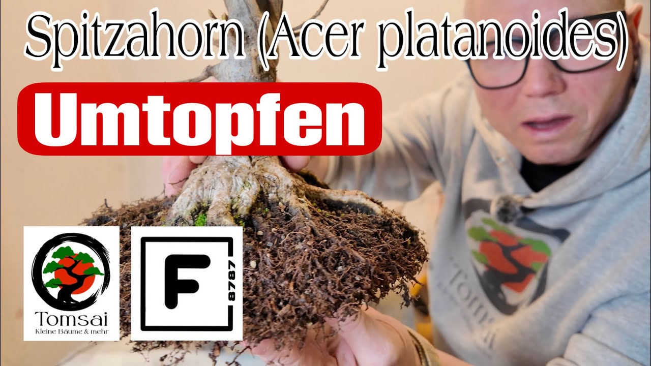 Бонсай из норвежского клена Shohin, пересадка Acer platanoides и рабочий бонсай Nebari 7/26