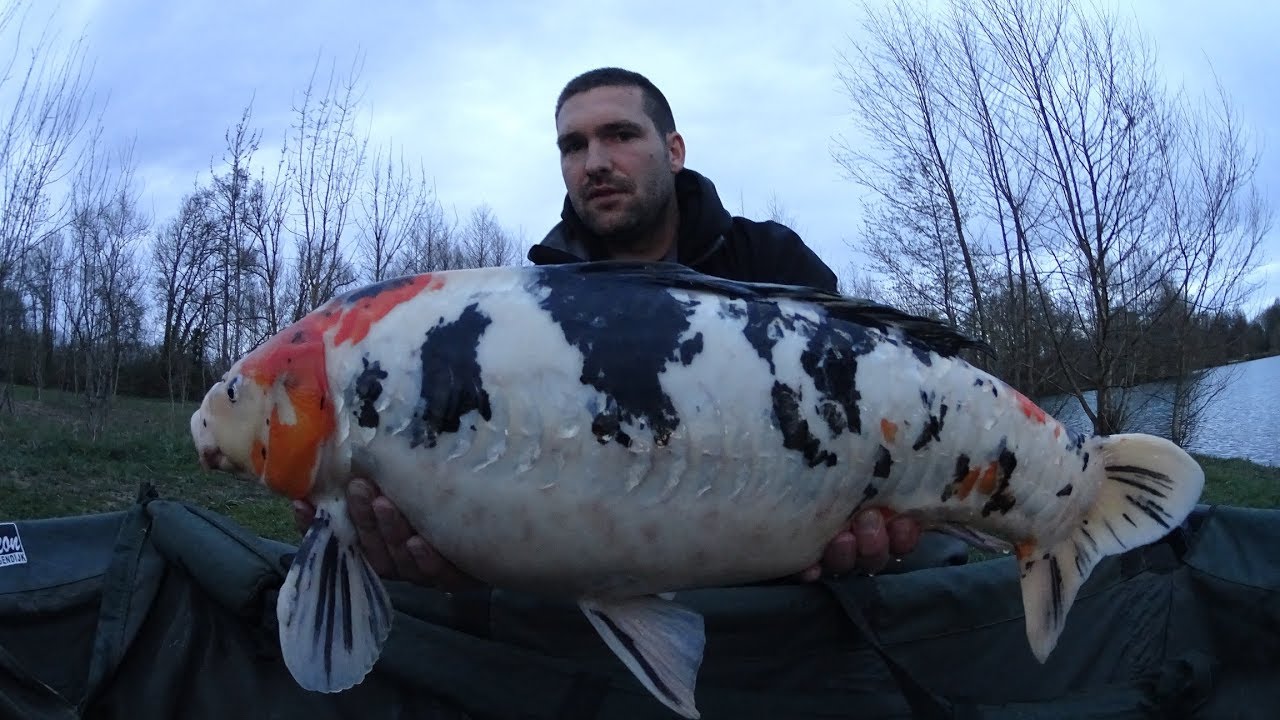 Session Gravière Carpe avenir 2019, quelques surprises !!!!