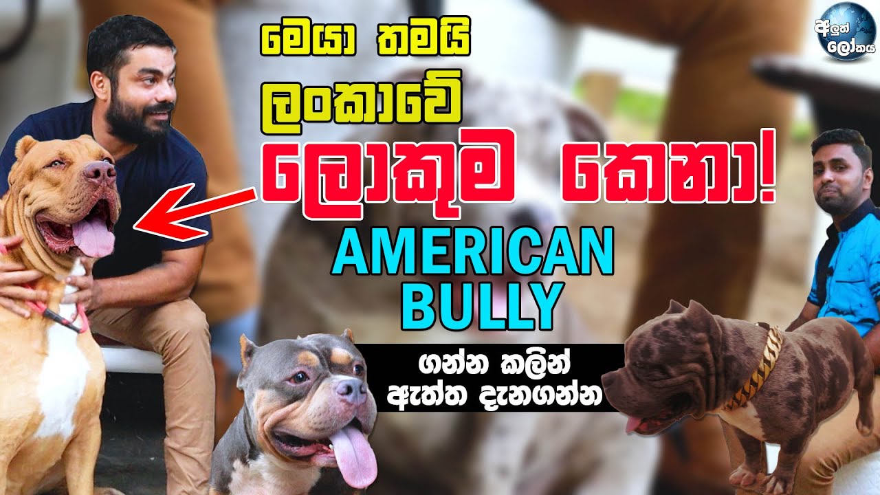 හැමෝම හොයන | American Bully - Cute American bully in Sri Lanka