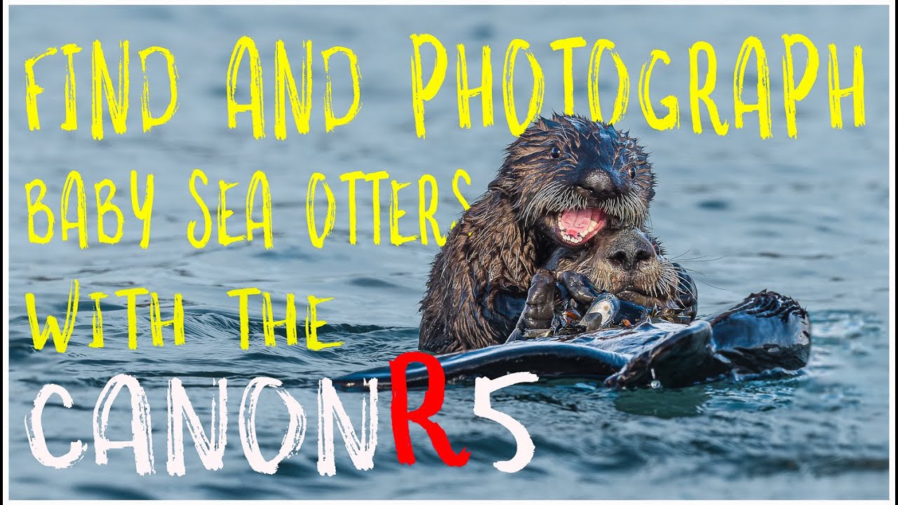 Find and Photograph Alaska's Baby Sea Otters with the Canon R5 -  Homer, Alaska