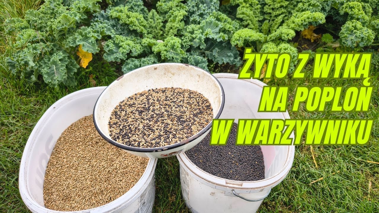 Ozimy poplon, kt&oacute;ry nie tylko osłoni glebę zimą, ale także wzbogaci ją w azot, czyli żyto z wyką